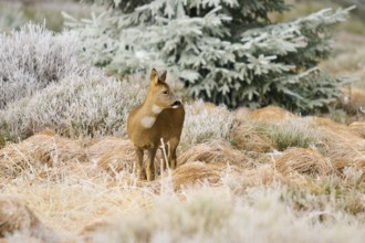 A roe deer stands in a winter landscape with frosty grass and a coniferous tree in the background,