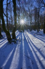 Sunlight shines between trees and creates long shadows in snow, European beech, winter, Hohneck, La