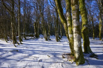 Snowy forest floor with long shades of gnarled trees, European beech, winter, Hohneck, La Bresse,