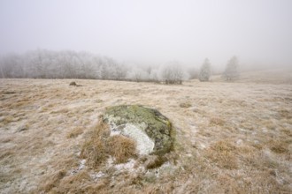 Single rock on a foggy, wintry meadow, winter, Route de Cretes, Hohneck, La Bresse, Vosges, France