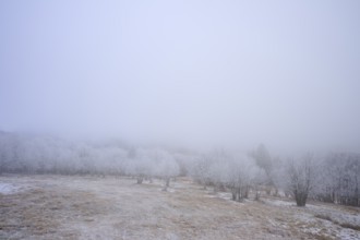 Snowy trees and meadows covered in thick fog, winter, Route de Cretes, Hohneck, La Bresse, Vosges,