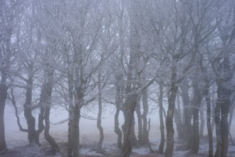 Frosty trees in fog in a cold-mystical winter forest, European beech, winter, Hohneck, La Bresse,