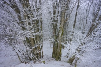 Snowy trees in a frosty forest add a winter accent, European beech, winter, Hohneck, La Bresse,