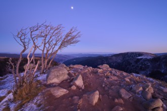 Barren tree and rocks on a mountain peak at dusk, slightly covered with snow, under a clear sky