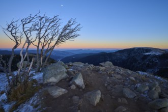 A bare group of trees on a rocky mountain peak at sunset, surrounded by snow-capped mountains and