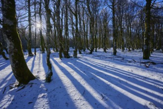 Bright blue sky over a snowy forest with long shadows, European beech, winter, Hohneck, La Bresse,