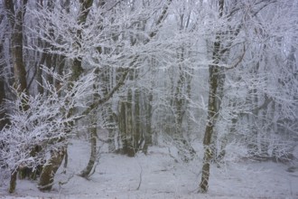 A forest covered with snow presents a quiet and cold winter landscape, European beech, winter,