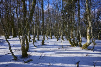 A thick forest with snow-covered ground under blue sky, European beech, winter, Hohneck, La Bresse,