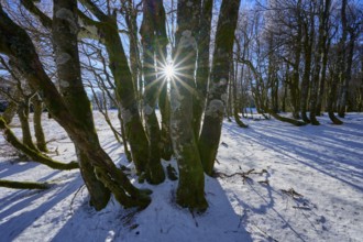Sun rays break through the branches of gnarled trees in snowy forest, European beech, winter,