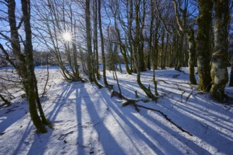 The low sun casts long shadows in snow-covered forest, European beech, winter, Hohneck, La Bresse,