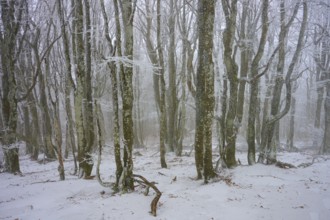 Dense forest in winter with snow-covered trees and quiet atmosphere, European beech, winter,