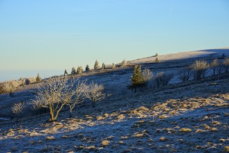 Snowy hills with trees and clear blue sky in the background, morning, winter, Hohneck, La Bresse,
