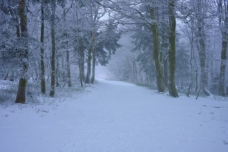 A snowy trail through a quiet winter forest with snow-covered trees, European beech, winter,