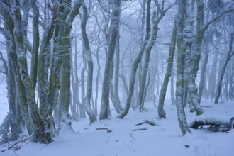 A snowy and foggy forest that creates a mystical and cool atmosphere, European beech, winter,