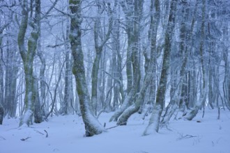 A frosty forest with snow-covered trees in a wintery and quiet landscape, European beech, winter,