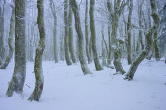 A wintery forest with snow-covered trees, a quiet and peaceful atmosphere, European beech, winter,