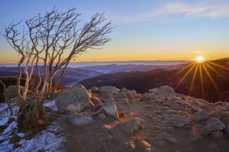 Barren terrain with trees and rocks, illuminated by the rising sun, looking towards the Rhine