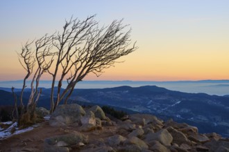 Faded trees on a rocky hill at dusk, looking towards the Rhine Valley, viewpoint, La gorge de