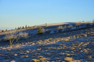 Snowy hilly landscape with trees under clear blue sky, morning, winter, Hohneck, La Bresse, Vosges,