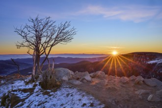 The morning sun shines through a lonely tree and illuminates the rocky mountain landscape, looking