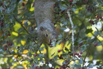 Grey squirrel (Sciurus carolinensis) adult animal feeding on Hawthorn tree berries in summer,