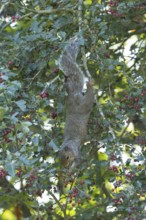 Grey squirrel (Sciurus carolinensis) adult animal feeding on Hawthorn tree berries in summer,