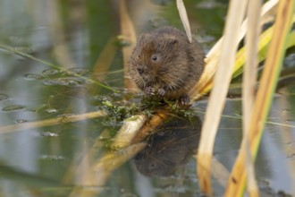 Water vole (Arvicola amphibius) adult animal rodent feeding on pond weed in summer, England, United