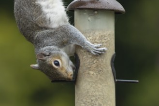 Grey squirrel (Sciurus carolinensis) adult animal feeding on sunflower seeds hearts from a garden