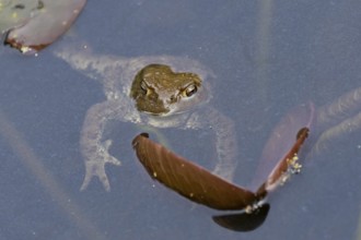 Common toad (Bufo bufo) adult amphibian on the water surface of a pond in spring, England, United