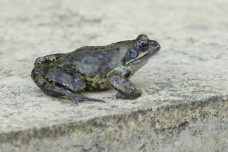 Common frog (Rana temporaria) adult amphibian on a garden paving slab in summer, England, United