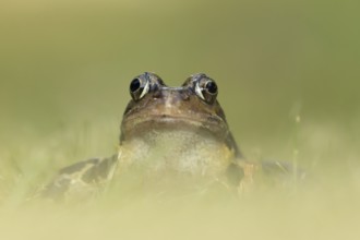 Common frog (Rana temporaria) adult amphibian on a garden grass lawn in summer, England, United
