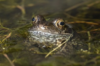 Common frog (Rana temporaria) adult amphibian on the water surface of a garden pond amongst pond