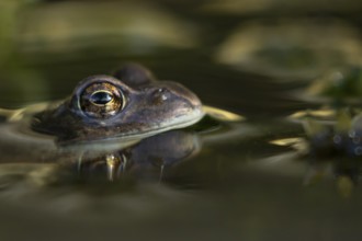 Common frog (Rana temporaria) adult amphibian on the water surface of a garden pond, England,
