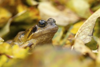 Common frog (Rana temporaria) adult amphibian in a garden amongst fallen autumn leaves, England,