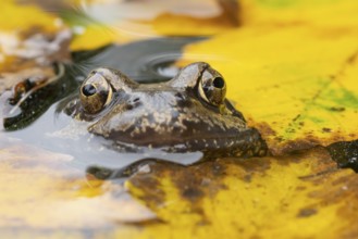 Common frog (Rana temporaria) adult amphibian on the water surface of a garden pond amongst fallen