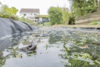 Common frog (Rana temporaria) adult amphibian on the water surface of a garden pond with a house in