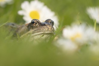 Common frog (Rana temporaria) adult amphibian on a garden grass lawn in summer with daisy flowers,