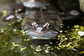Common frog (Rana temporaria) adult amphibian on the water surface of a garden pond in spring,