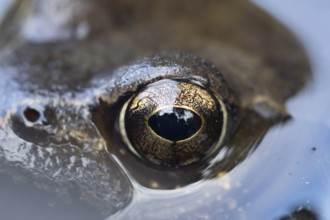 Common frog (Rana temporaria) adult amphibian on the water surface of a garden pond close up of its