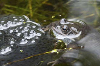Common frog (Rana temporaria) adult amphibian on the water surface of a garden pond with spawn or