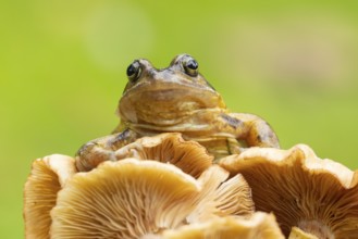 Common frog (Rana temporaria) adult amphibian in a garden on a fungi in autumn, England, United