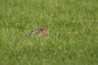 European brown hare (Lepus europaeus) adult animal in a farmland field in springtime, England,