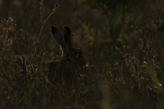 European brown hare (Lepus europaeus) adult animal in a farmland field amongst wild flowers in