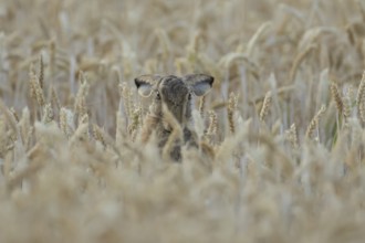 European brown hare (Lepus europaeus) adult animal in a farmland wheat field in summer, England,