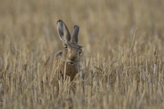 European brown hare (Lepus europaeus) adult animal eating a wheat sheath in a farmland field in