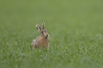 European brown hare (Lepus europaeus) adult animal feeding in a farmland cereal crop field in