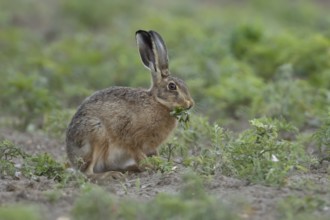 European brown hare (Lepus europaeus) adult animal eating a plant in a farmland field in summer,