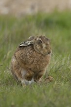 European brown hare (Lepus europaeus) adult animal in a farmland field in springtime, England,