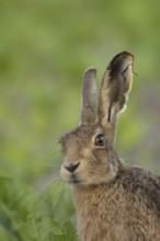 European brown hare (Lepus europaeus) adult animal in a arable farm sugar beet crop field in