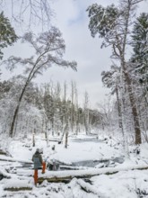 Aerial view, drone photo: Man hiking standing in the snow on a fallen tree trunk on the Briese